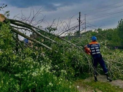 В Тверской области сильный ветер повалил деревья - новости ТИА