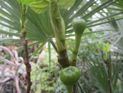 В оранжерее Тверского ботанического сада на смоковнице появились плоды  - новости ТИА
