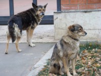 Для почтальонов Тверской области закупят более тысячи устройств для отпугивания собак - новости ТИА