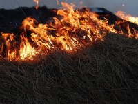 Работники лесничеств совместно с сотрудниками МЧС отстояли от огня леса в Бежецком районе  - новости ТИА
