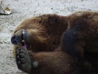 Появилось видео операции по удалению зубов тверскому медведю Мансуру - Новости ТИА