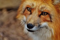 В городе Нелидово сбежали три домашних лисы  - новости ТИА