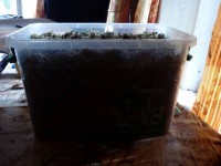 В Тверской области в доме у мужчины нашли 1, 360 кг марихуаны - Новости ТИА