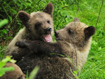 В Тверской области 13 медвежат за день съедают 70 литров каши - новости ТИА