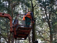 Бобачевскую рощу избавляют от опасных деревьев  - Новости ТИА