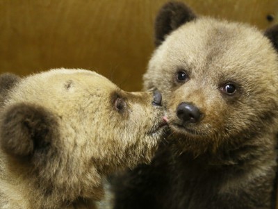В Тверскую область привезли ещё трёх спасённых медвежат - новости ТИА