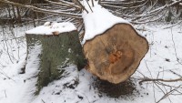 В Тверской области из-за халатности лесничего браконьеры нарубили древесины почти на 4 млн рублей  - новости ТИА