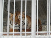 Люди жалуются на плохое содержание тигра Барсика, по вине которого умер человек - Новости ТИА