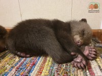В Тверской области медвежат-сирот перевели в специальный домик с игровой зоной  - Новости ТИА