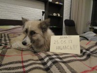 Трехлапая собака Рыжуля вернулась домой - Новости ТИА