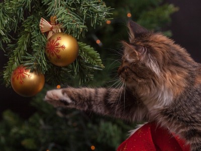 Как и где правильно установить новогоднюю ёлку - рассказали в МЧС - Новости ТИА