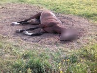В Тверской области ферма стала концлагерем для лошадей: животные умирают от голода, их трупы гниют на улице и в конюшне - Новости ТИА