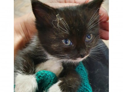 В Твери на дороге подобрали крохотного травмированного котёнка - новости ТИА