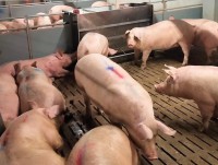 В новый свинокомплекс в Тверской области привезли 600 свиней - новости ТИА