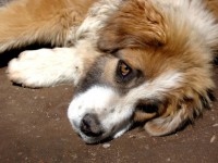 Догхантеры 20 января объявили массовую «зачистку» от бездомных животных - Новости ТИА