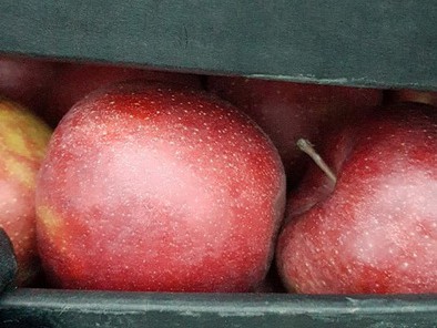 Таможенники задержали тверские автомобили с яблоками - Новости ТИА
