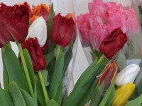 В Твери пройдет бал тюльпанов - Новости ТИА