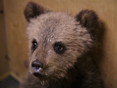 В Тверской области от собаки спасли медвежонка - Новости ТИА