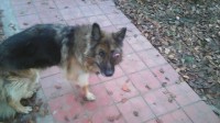 В Твери собирают подписи за привлечение хозяина собаки, который ее постоянно избивает, к уголовной ответственности - Новости ТИА