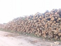 Когда же в Тверской области перестанут варварски вырубать леса? - Народные Новости ТИА
