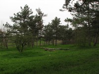 Более 200 единиц оборудования закупят для лесной отрасли Тверской области   - Новости ТИА