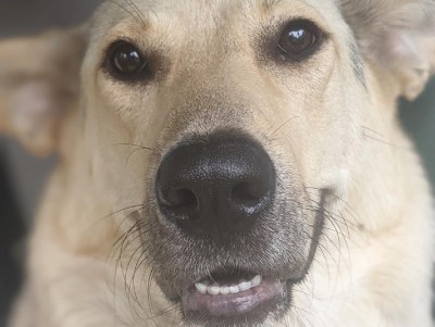 В Твери сбитая собака Снежинка выздоровела и обрела семью - новости ТИА
