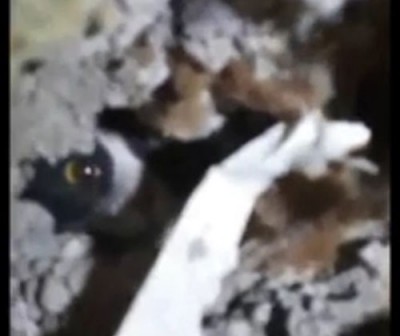 Спасение упавшего в вентиляционную шахту котенка сняли на видео - Новости ТИА