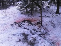 В Тверской области задержали браконьера, который убил лося - Новости ТИА