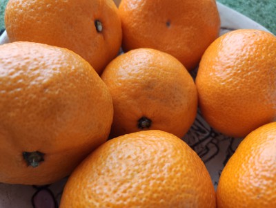 Выбираем мандарины: зачем плодам нужны листочки и о чём скажут чёрные пятна - Новости ТИА