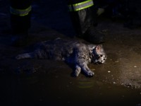 В Твери пожарные вытащили из горящей морозовской казармы и откачали бездыханного кота  - Новости ТИА