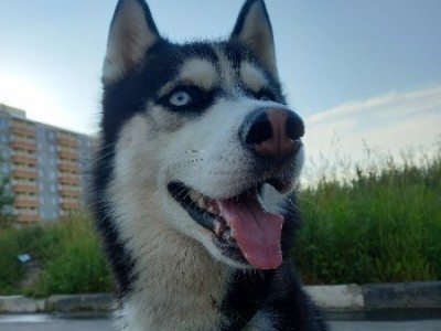 В Тверской области спасли упавшего в колодец пса породы "хаски" - новости ТИА