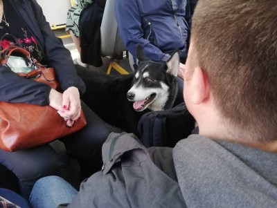 Собака ездит в тверских автобусах и ищет хозяина - новости ТИА