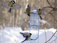 Тверские экологи просят сохранить кормушки для маленьких птичек в Парке Победы - новости ТИА
