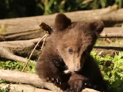 Биологи Центра спасения медвежат сняли видео, как Медок играет с бревнышком - Новости ТИА