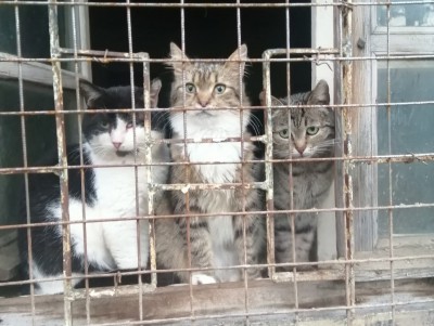 Во Ржеве продали помещения приюта для бездомных животных - новости ТИА