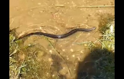 В Торжке рядом с купающимися детьми плавала ядовитая змея - новости ТИА