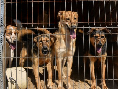 Тверские зоозащитники собирают деньги на крупу для собак бежецкого приюта - новости ТИА