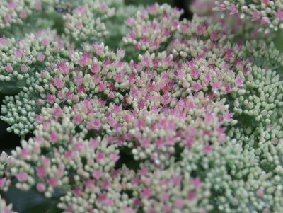 В Тверском ботаническом саду цветут розовые "бриллианты" осени  - новости ТИА