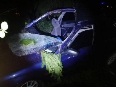 В Тверской области автомобиль врезался в лося, пострадал водитель - Новости ТИА