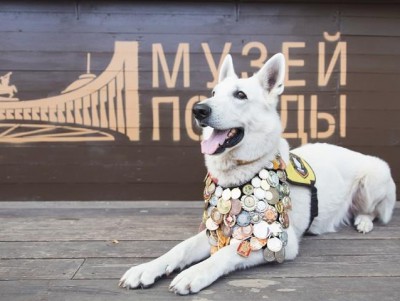 Жителям Тверской области предложили нарисовать собак-героев - новости ТИА