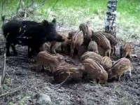 В лесу Тверской области сняли семейство кабанов - новости ТИА