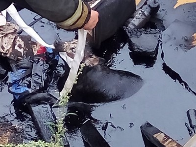В Тверской области спасли собаку из ямы с битумом - новости ТИА