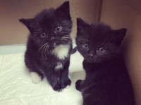 Маленькие "коты-террористы" из коробки нашли свой дом - Новости ТИА