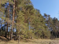 В Тверской области до 1 июня продлили ограничение на посещение лесов - Новости ТИА