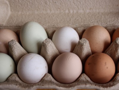 Производители яиц и мяса птицы предложили увеличить закупочные цены - новости ТИА