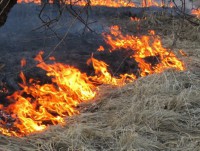 В Твери действуют повышенные штрафы за сжигание сухой травы и мусора - Новости ТИА