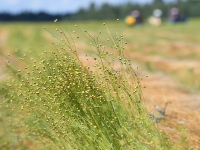 В Тверской области урожай убран на 93% от общей посевной площади - новости ТИА