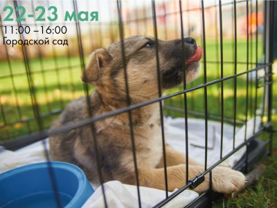 В Твери на уличном фестивале волонтёры будут раздавать бездомных животных - Новости ТИА