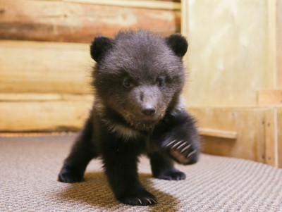 Центр спасения медвежат поделился новым видео о жизни подопечных - Новости ТИА