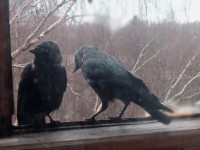 Птичья история, или О гнездовании галок и стрижей на моём балконе - Народные Новости ТИА